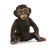 Chimpanzee Cub