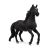 Lustano Stallion