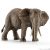 African Elephant Female