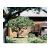 Ornamental Trees