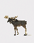 Moose