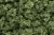 Bushes Light Green