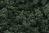 Clump Foliage Dark Green