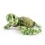 Living Nature Sea Turtle