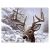 Dancing Snow Large PBN