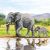 Elephant CA Card Kit