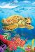 Underwater Turtle CA Notebook