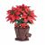 Rowood Poinsettia