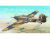 Hawker Hurricane IID Tropical 1/24