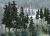 Conifer Colors Pine Trees 2-4in