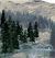 Conifer Colors Pine Trees 4-6in