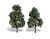 Classic Trees Cool Shade 6-7in