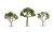 Gum Trees 2.5 - 3.5in