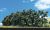 Classic Trees Hedgerow 1-4in