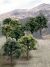 Mixed Green Deciduous Trees 3-5in