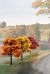 Fall Colors Deciduous Trees 3-5in