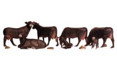 Black Angus Cows N