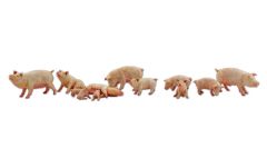 Yorkshire Pigs