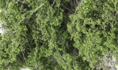 Fine Leaf Foliage Medium Green