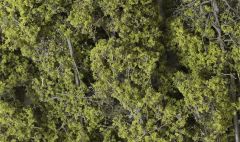 Fine Leaf Foliage Light Green