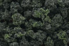 Bushes Clump Foliage Forest Blend