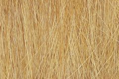 Field Grass Harvest Gold