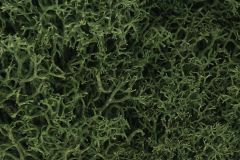 Lichen Med. Green
