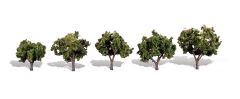 Classic Trees Sun Kissed 1.25-2in