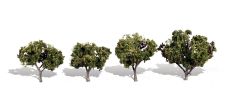 Classic Trees Sun Kissed 2-3in