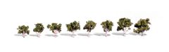 Classic Trees Waters Edge .75-1.25in