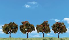 Apple Trees 2-3in