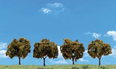 Orange Trees 2-3in