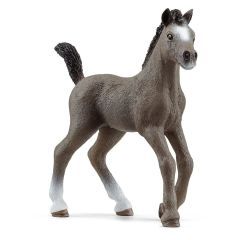 French Saddlehorse Foal