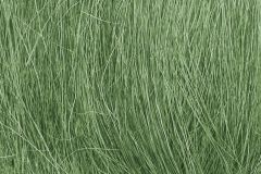 Field Grass Med Green