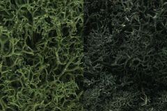 Lichen Dark Green Mix